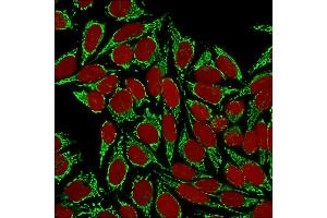 Confocal immunofluorescence image of HeLa cells using HSP60 (Heat Shock Protein 60) Mab(Clone HSPD1/875) Green (CF488) and Reddot is used to label the nuclei Red. (HSPD1 antibody)