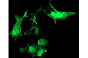 Anti-RASD2 mouse monoclonal antibody (ABIN2453961) immunofluorescent staining of COS7 cells transiently transfected by pCMV6-ENTRY RASD2 (RC201454). (RASD2 antibody)