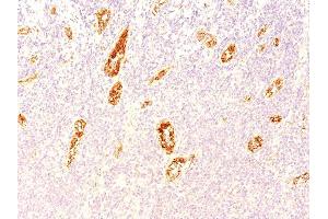 Formalin-fixed, paraffin-embedded human Pancreas stained with vWF Mouse Monoclonal Antibody (3E2D10). (VWF antibody  (AA 845-949))