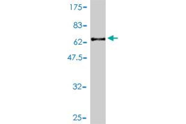 SCGN antibody  (AA 1-276)