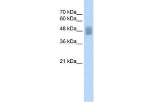 Western Blotting (WB) image for anti-Interferon Regulatory Factor 3 (IRF3) antibody (ABIN2460345) (IRF3 antibody)