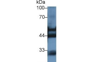Western blot analysis of Rat Kidney lysate, using Rat KRT7 Antibody (1 µg/ml) and HRP-conjugated Goat Anti-Rabbit antibody (