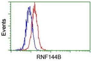 Image no. 2 for anti-Ring Finger Protein 144B (RNF144B) (AA 1-256) antibody (ABIN1490649) (RNF144B antibody  (AA 1-256))