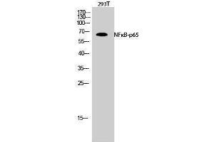 Western Blotting (WB) image for anti-Nuclear Factor-kB p65 (NFkBP65) (Thr735) antibody (ABIN3176329) (NF-kB p65 antibody  (Thr735))