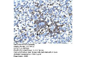 Human Spleen (RCOR3 antibody  (N-Term))