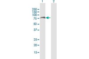 Western Blot analysis of TRIM32 expression in transfected 293T cell line by TRIM32 MaxPab polyclonal antibody. (TRIM32 antibody  (AA 1-653))