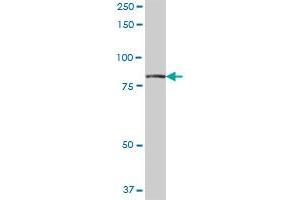 RUFY1 MaxPab polyclonal antibody. (RUFY1 antibody  (AA 1-600))