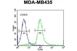 ARHGAP10 Antibody (Center) flow cytometric analysis of MDA-MB435 cells (right histogram) compared to a negative control cell (left histogram). (ARHGAP10 antibody  (Middle Region))