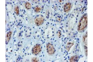 Immunohistochemical staining of paraffin-embedded Human Kidney tissue using anti-DOK7 mouse monoclonal antibody.