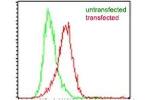 Image no. 1 for anti-Interleukin-27 subunit beta (IL-27b) antibody (ABIN959993) (EBI3 antibody)