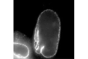 Immunofluorescence (IF) image for anti-Nucleoporin 62kDa (NUP62) (AA 1-179), (Phenylalanine-Glycine Repeat) antibody (ABIN2452063) (NUP62 antibody  (Phenylalanine-Glycine Repeat))