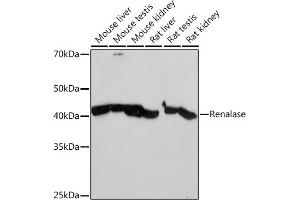 Western blot analysis of extracts of various cell lines, using Renalase Rabbit mAb (ABIN7269912) at 1:1000 dilution. (RNLS antibody)