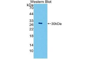 Western Blotting (WB) image for anti-GATA Binding Protein 4 (GATA4) (AA 201-442) antibody (ABIN1980408) (GATA4 antibody  (AA 201-442))