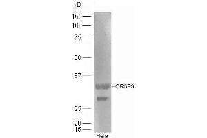 HeLa lysates probed with Rabbit Anti-OR5P3 Polyclonal Antibody, Unconjugated (ABIN1387911) at 1:300 overnight at 4 °C.