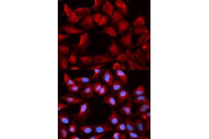 Immunofluorescence analysis of U2OS cells using DNAJB1 antibody. (DNAJB1 antibody  (AA 1-340))