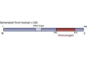 Image no. 3 for anti-Cas-Br-M (Murine) Ecotropic Retroviral Transforming Sequence (CBL) (AA 595-810) antibody (ABIN967971) (CBL antibody  (AA 595-810))