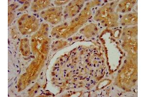IHC image of ABIN7149966 diluted at 1:300 and staining in paraffin-embedded human kidney tissue performed on a Leica BondTM system. (DMGDH antibody  (AA 429-524))