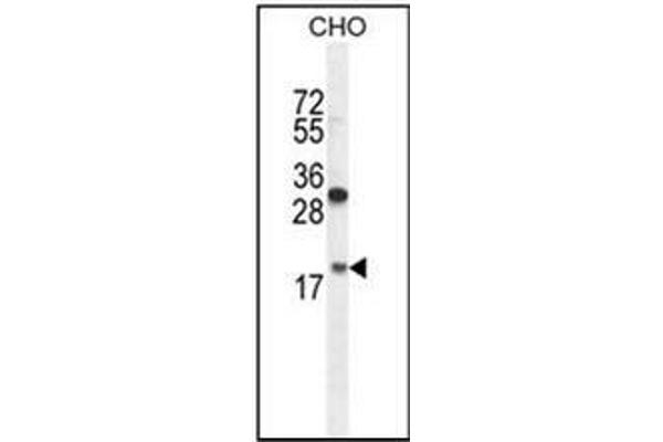 RPL27A antibody  (C-Term)