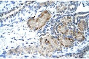 Immunohistochemical staining (Formalin-fixed paraffin-embedded sections) of human kidney with GTF2IRD1 polyclonal antibody  at 4-8 ug/mL working concentration.
