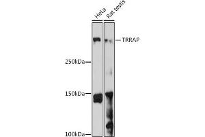Western blot analysis of extracts of various cell lines, using TRRAP antibody (ABIN7270906) at 1:1000 dilution. (TRRAP antibody)