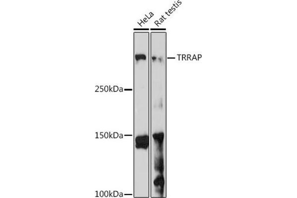 TRRAP 抗体