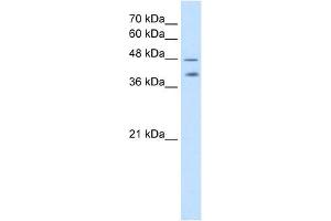 PSG1 antibody used at 2. (PSG1 antibody  (C-Term))