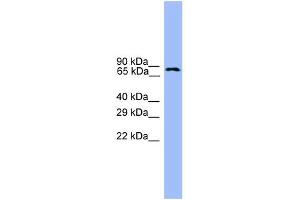 WB Suggested Anti-USP1 Antibody Titration: 0. (USP1 antibody  (C-Term))