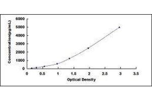 Periostin (POSTN) ELISA Kit