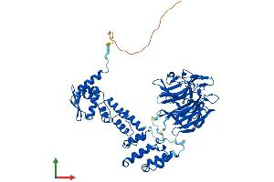 AlphaFold protein structure predicition of Human Recombinant KLHL2 Protein, UniprotID O95198