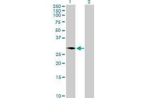 Western Blot analysis of C1GALT1C1 expression in transfected 293T cell line by C1GALT1C1 MaxPab polyclonal antibody. (C1GALT1C1 antibody  (AA 1-318))