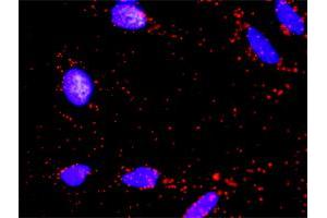 Proximity Ligation Analysis of protein-protein interactions between AKT1 and BAD. (BAD antibody  (AA 69-168))