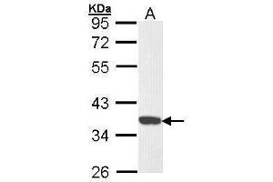 WB Image Sample (30 ug of whole cell lysate) A: Hela 10% SDS PAGE antibody diluted at 1:1000
