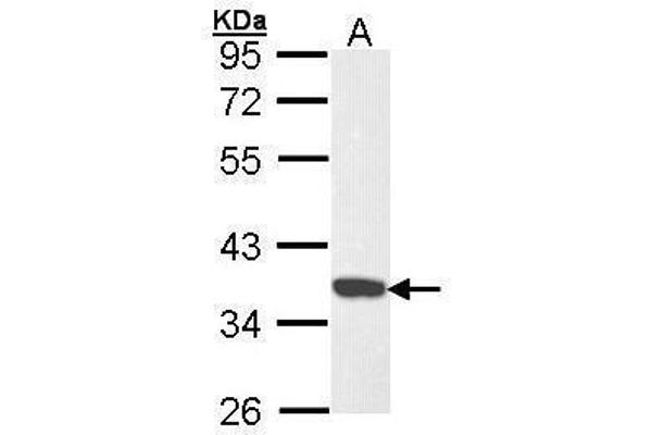 CDK6 Antikörper