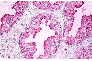 Anti-GJA5 / Connexin 40 antibody IHC staining of human prostate.