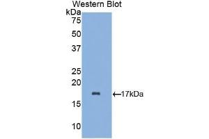 Detection of Recombinant aLA, Mouse using Polyclonal Antibody to Alpha-Lactalbumin (aLA) (LALBA antibody  (AA 24-141))