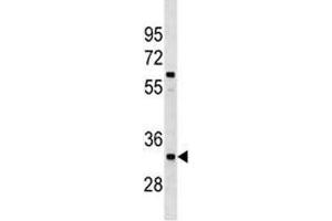 XRCC4 antibody western blot analysis in A549 lysate (XRCC4 antibody  (AA 205-234))