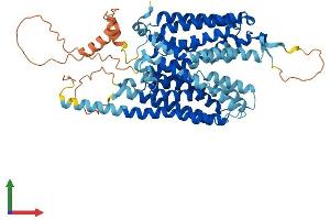 AlphaFold protein structure predicition of Human Recombinant SLC43A2 Protein, UniprotID Q8N370 (SLC43A2 Protein (AA 1-569) (His tag))