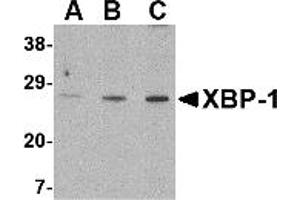 Western Blotting (WB) image for anti-X-Box Binding Protein 1 (XBP1) (C-Term) antibody (ABIN1030805) (XBP1 antibody  (C-Term))