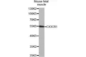 Western Blotting (WB) image for anti-Chemokine (C-X3-C Motif) Receptor 1 (CX3CR1) antibody (ABIN1679440) (CX3CR1 antibody)