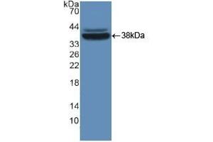 Detection of Recombinant MVP, Mouse using Polyclonal Antibody to Major Vault Protein (MVP) (MVP antibody  (AA 2-272))