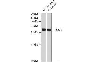 Western blot analysis of extracts of various cell lines using RGS13 Polyclonal Antibody at dilution of 1:1000.