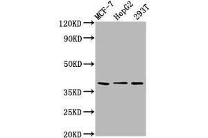 POU5F1B Antikörper  (AA 10-138)