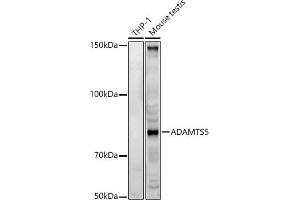 Western blot analysis of extracts of various cell lines, using  antibody (ABIN3016805, ABIN3016806, ABIN3016807 and ABIN6219845) at 1:500 dilution.