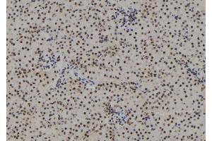 ABIN6267162 at 1/100 staining Mouse kidney tissue by IHC-P. (Progesterone Receptor antibody  (pSer190))