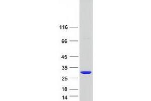 Validation with Western Blot (NT5C Protein (Myc-DYKDDDDK Tag))