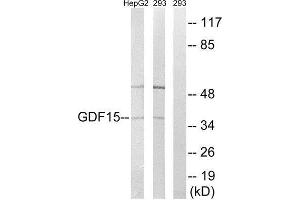 Western Blotting (WB) image for anti-Growth Differentiation Factor 15 (GDF15) (Internal Region) antibody (ABIN1851390) (GDF15 antibody  (Internal Region))
