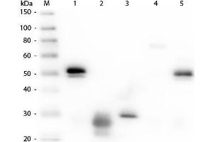 Western Blot of Anti-Rabbit IgG (H&L) (RAT) Antibody (Min X Hu, Gt, Ms Serum Proteins) .