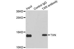 Immunoprecipitation analysis of 150ug extracts of MCF7 cells using 3ug TXN antibody (ABIN2737783). (TXN antibody)