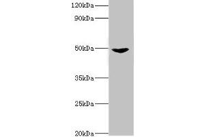 Western blot All lanes: Dual specificity mitogen-activated protein kinase kinase 5 antibody at 2 μg/mL + Rat heart tissue Secondary Goat polyclonal to rabbit IgG at 1/10000 dilution Predicted band size: 51, 49, 50, 47 kDa Observed band size: 51 kDa (MAP2K5 antibody  (AA 1-190))