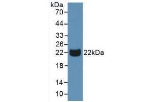 Figure. (PGLYRP1 antibody  (AA 22-196))